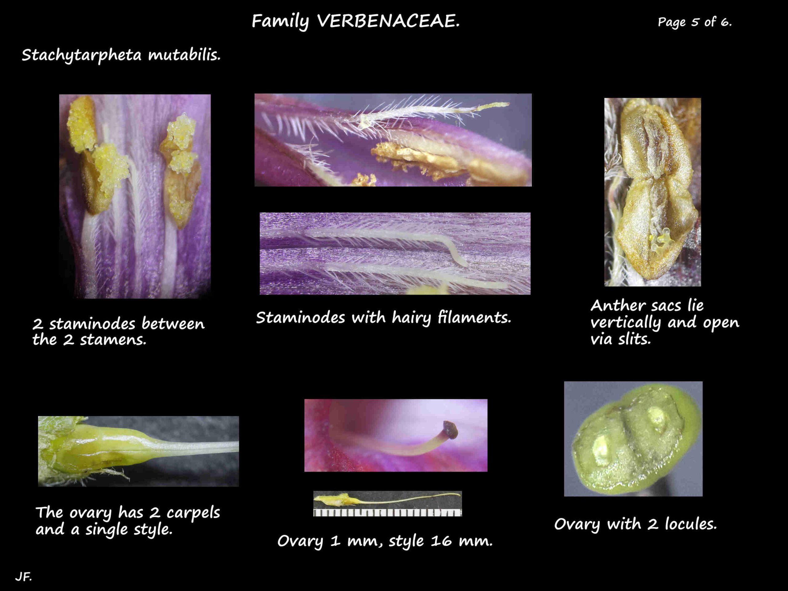 5 Stachytarpheta mutabilis stamens & ovary